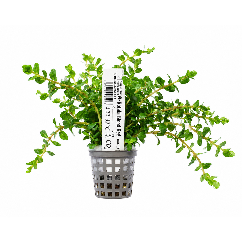 Rotala Blood Red koszyk XL roślina do akwarium